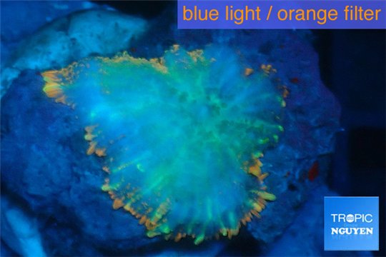 Rhodactis red blue superman 1 polyp WYSIWYG acclimaté
