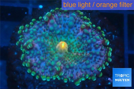 Ricordea yuma purple green 1 polyp WYSIWYG acclimaté