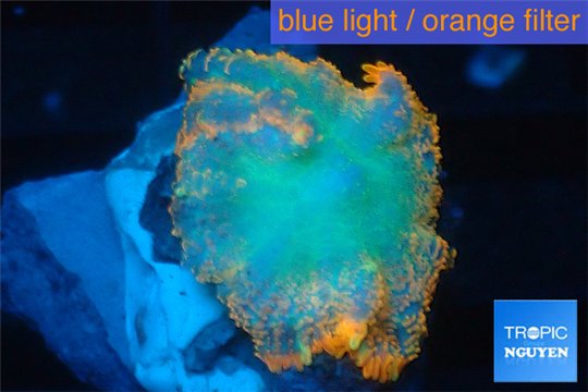 Rhodactis red blue superman 1 polyp WYSIWYG acclimaté