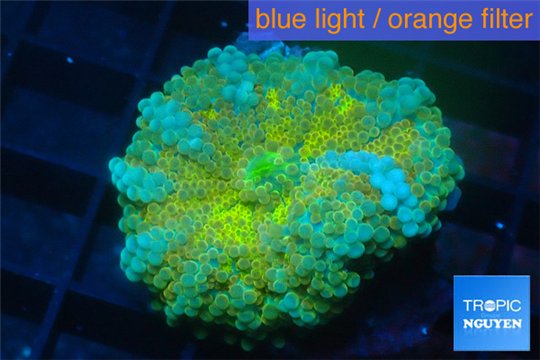 Ricordea yuma gold sunset 1 polyp WYSIWYG acclimaté