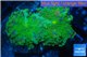 Ricordea yuma green 2 polyps WYSIWYG acclimaté
