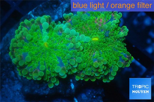 Ricordea yuma green 2 polyps WYSIWYG acclimaté