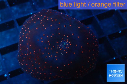Discosoma red galaxy 1 polyp WYSIWYG acclimaté