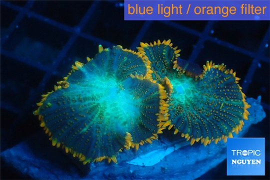 Rhodactis red green fire forest 2 polyps WYSIWYG acclimaté