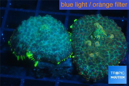 Rhodactis golden blue Tonga 2 polyps WYSIWYG acclimaté