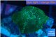 Discosoma green & blue line 1 polyp WYSIWYG acclimaté