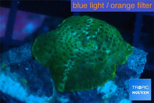 Discosoma green & blue line 1 polyp WYSIWYG acclimaté