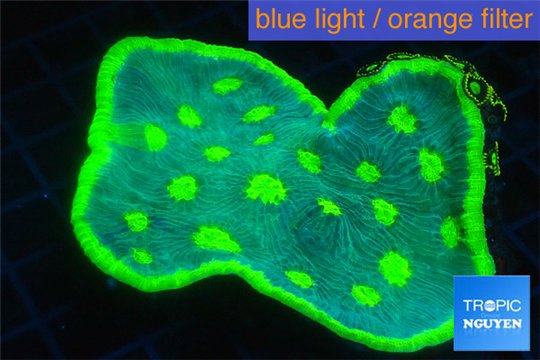 Echinophyllia green golden moon 8-12 cm WYSIWYG acclimaté