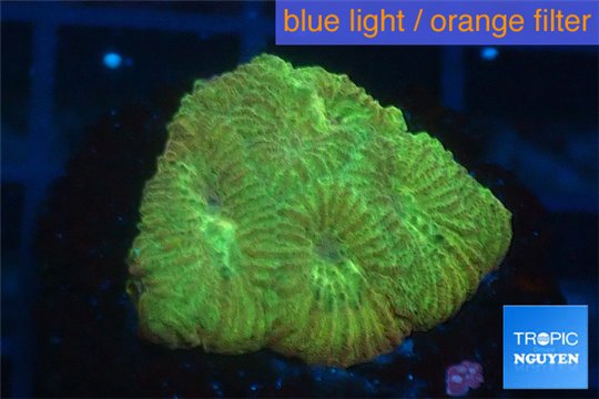 Favia golden boy 2-3 cm WYSIWYG acclimaté