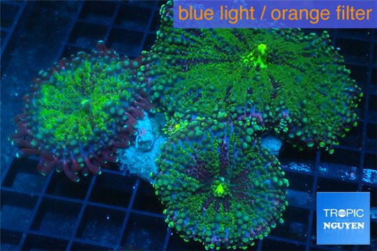 Ricordea yuma green purple 8-11 cm WYSIWYG acclimaté