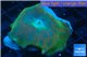 Discosoma blue line 1 polyp WYSIWYG acclimaté
