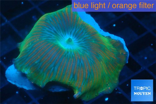 Discosoma blue line 1 polyp WYSIWYG acclimaté