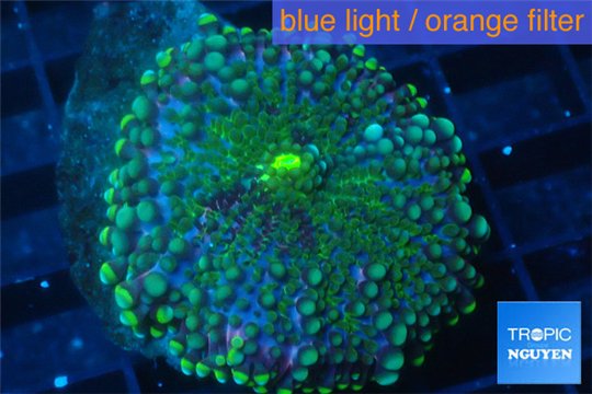 Ricordea yuma green purple 1 polyp WYSIWYG acclimaté