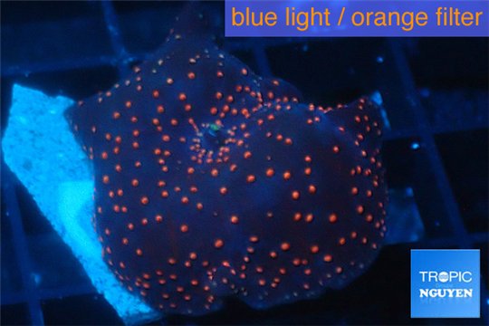 Discosoma red galaxy 1 polyp WYSIWYG acclimaté