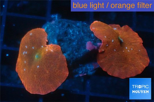 Discosoma red devils 2 polyps WYSIWYG acclimaté