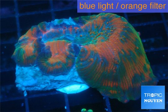 Discosoma magic rainbow 1 polyp WYSIWYG acclimaté