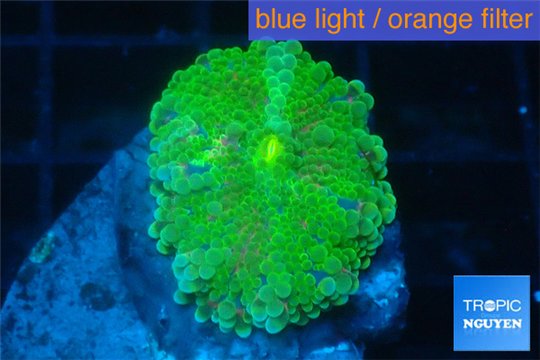 Ricordea yuma green 1 polyp WYSIWYG acclimaté