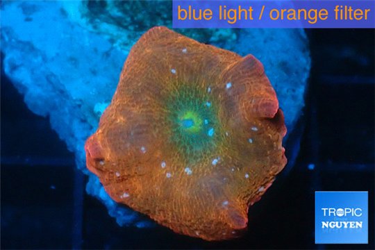 Discosoma red & blue spot 1 polyp WYSIWYG acclimaté