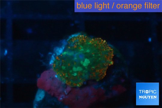 Rhodactis red green fire forest small polyp 1 polyp WYSIWYG acclimaté