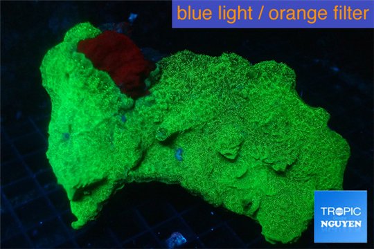 Rhodactis green 7-12 cm WYSIWYG acclimaté