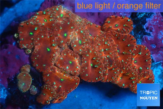 Blastomussa red cherry pop 6-8 m WYSIWYG acclimaté