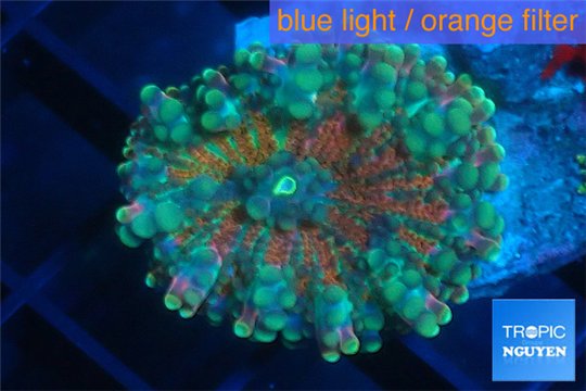 Ricordea yuma red green 1 polyp WYSIWYG acclimaté