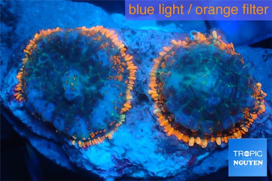 Rhodactis red blue superman 2 polyps WYSIWYG acclimaté