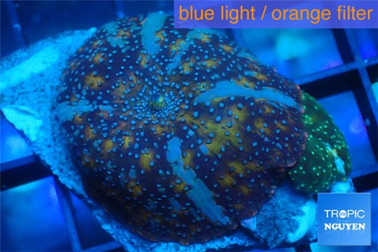 Discosoma golden fusion 1 polyp WYSIWYG acclimaté