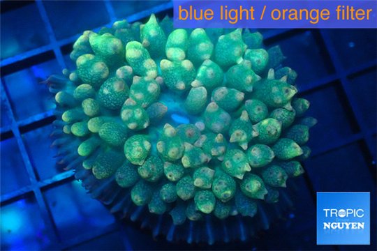 Rhodactis oscilufera green 2-4 cm WYSIWYG acclimaté