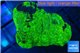 Favia neon green 2-4 cm WYSIWYG acclimaté