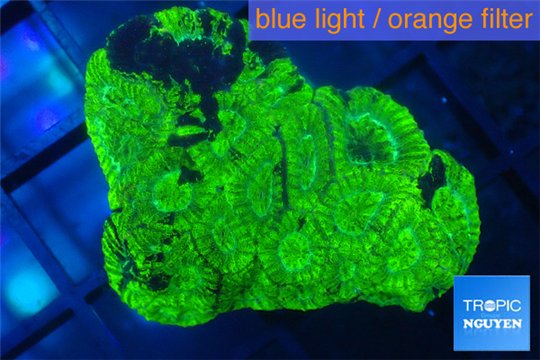 Favia neon green 2-4 cm WYSIWYG acclimaté