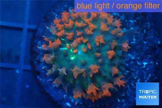 Rhodactis oscilufera red 3-6 cm WYSIWYG acclimaté