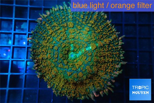 Rhodactis green orange tips premium 7-10 cm WYSIWYG acclimaté