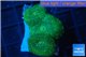 Discosoma green 3 polyps WYSIWYG acclimaté