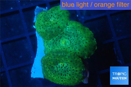 Discosoma green 3 polyps WYSIWYG acclimaté