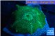 Discosoma green & blue line 1 polyp WYSIWYG acclimaté