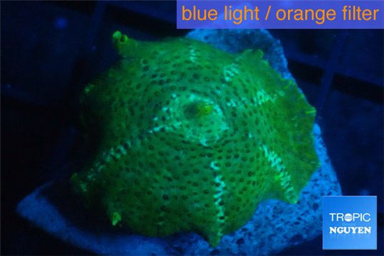 Discosoma green & blue line 1 polyp WYSIWYG acclimaté