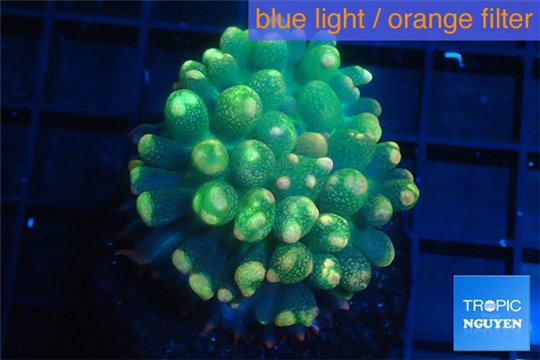 Rhodactis oscilufera green 2-4 cm WYSIWYG acclimaté