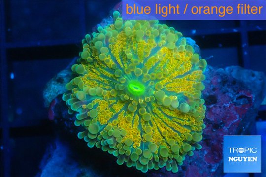 Ricordea golden sunset 1 polyp WYSIWYG acclimaté