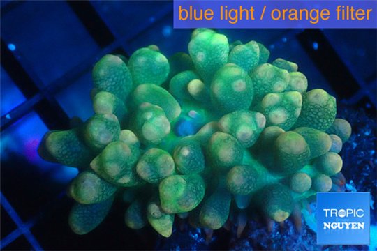 Rhodactis oscilufera green 2-4 cm WYSIWYG acclimaté