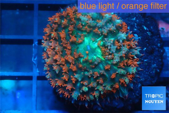 Rhodactis oscilufera red 3-6 cm WYSIWYG acclimaté