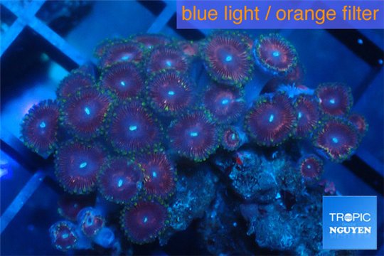 Zoanthus pink 4-6 cm WYSIWYG acclimaté