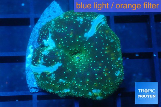 Discosoma golden fusion 1 polyp WYSIWYG acclimaté