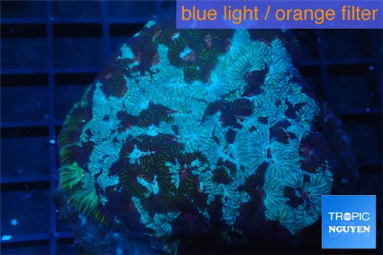 Favia purple blue marble 6-8 cm WYSIWYG acclimaté