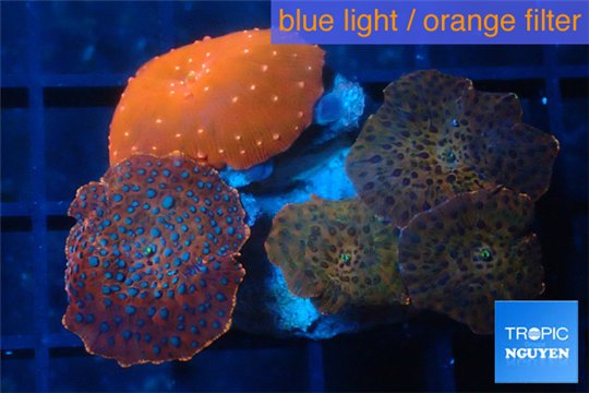 Discosoma red fire & red blue spot 7-12 cm WYSIWYG acclimaté