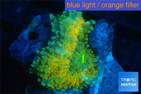 Ricordea golden sunset 1 polyp WYSIWYG acclimaté