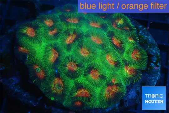 Favia green sunset 6-9 cm WYSIWYG acclimaté