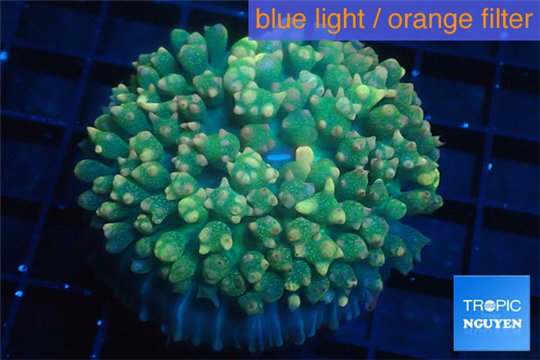 Rhodactis oscilufera green 2-4 cm WYSIWYG acclimaté