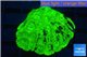 Favia neon green 2-4 cm WYSIWYG acclimaté