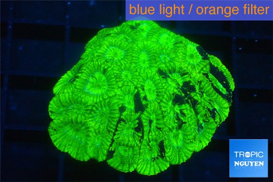 Favia neon green 2-4 cm WYSIWYG acclimaté
